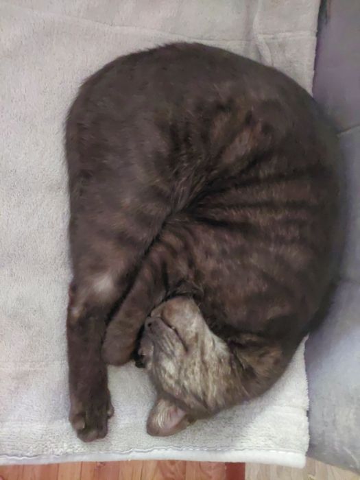 Отдам кота  в добрые руки