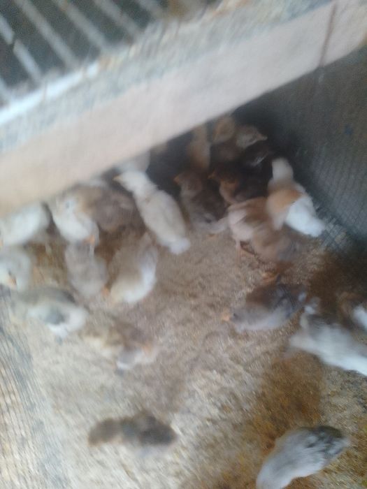 Pui de găină de țară