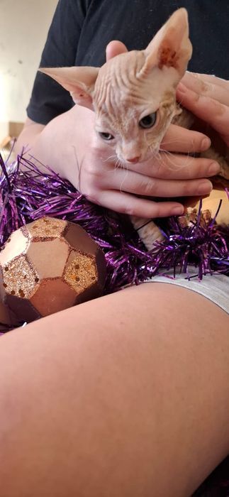 Рыжик Донской Сфинкс.