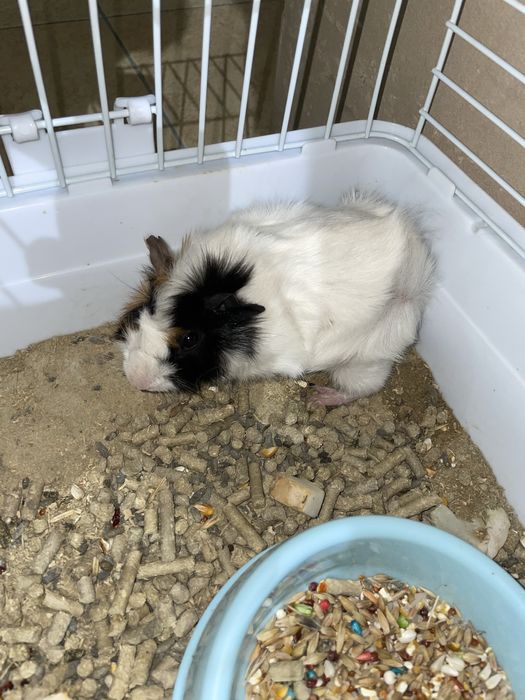 морская свинка