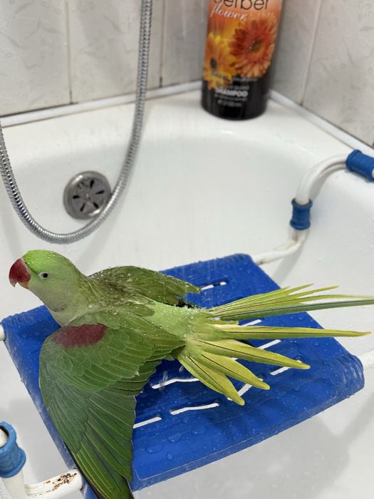 Продается Александрийский ручной попугай