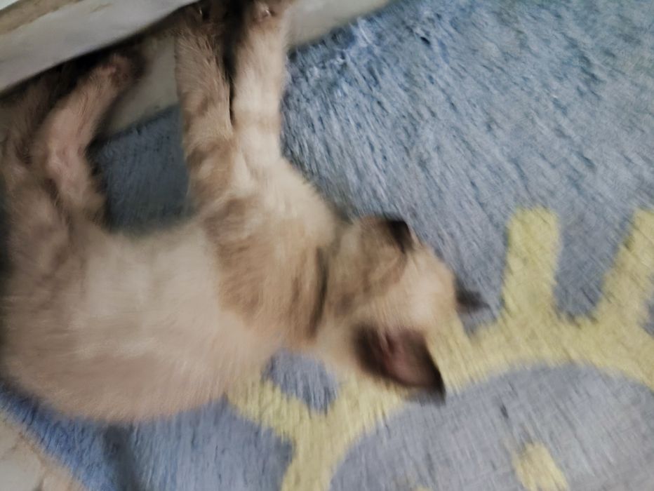 Отдаем котят в добрые руки
