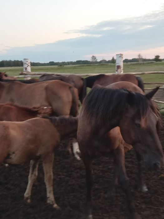 Продам кобылу или обменяю.