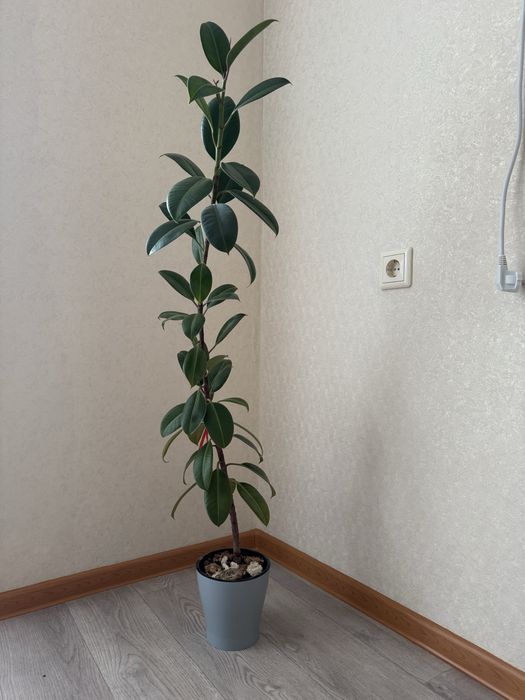 Продам цветок фикус