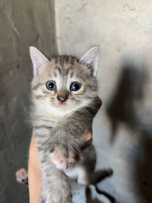 Отдам котенка в хорошие руки девочка