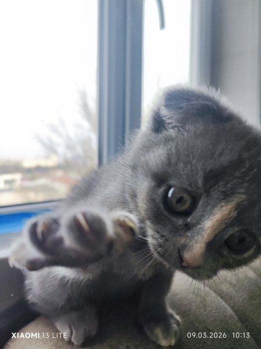 Skotish fold mushkcha sotiladi