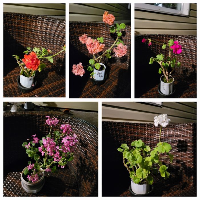 Герань разного цвета