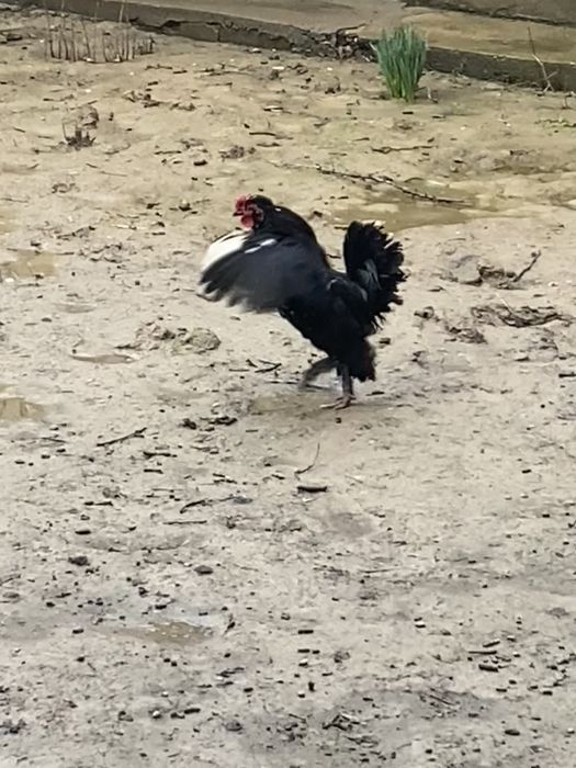 Японский петух еще молодой