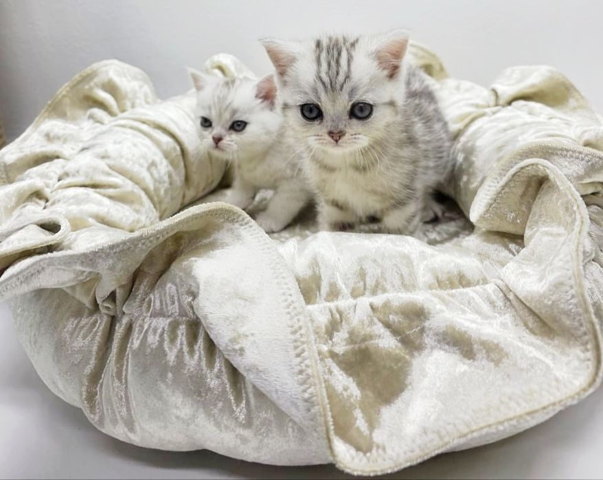 . ШотЛанДскиЕ КотЯта