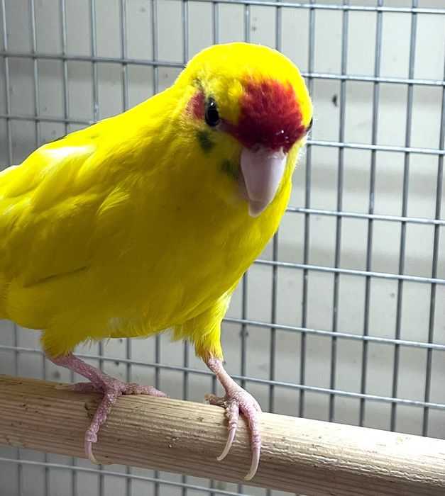 Попугай какарик молодые