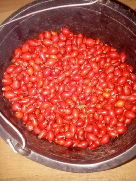 Măceșe proaspăt culese  calitate superioară!
Vând măceșe strânse manu