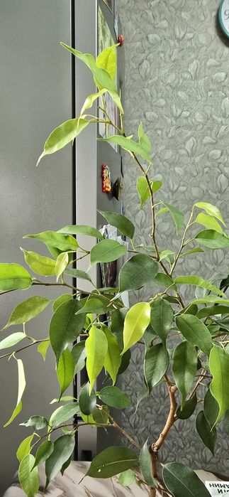 Фикус неон продам