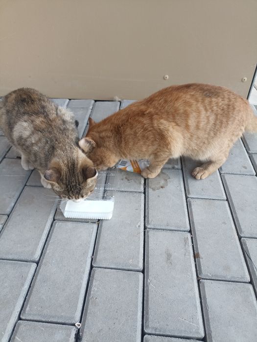 Отдам котов срочно
