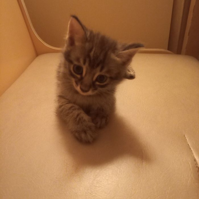 Породистый котёнок 1,5 месяца