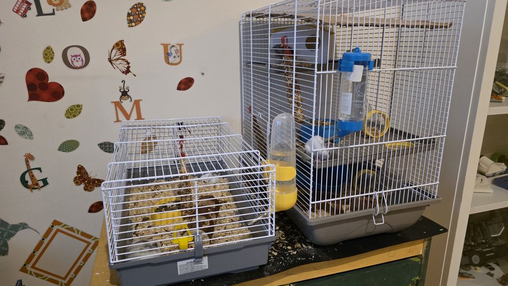 Vand familie hamsteri