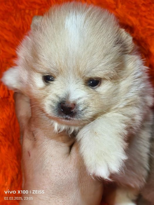 Очаровательные щенки шпица.