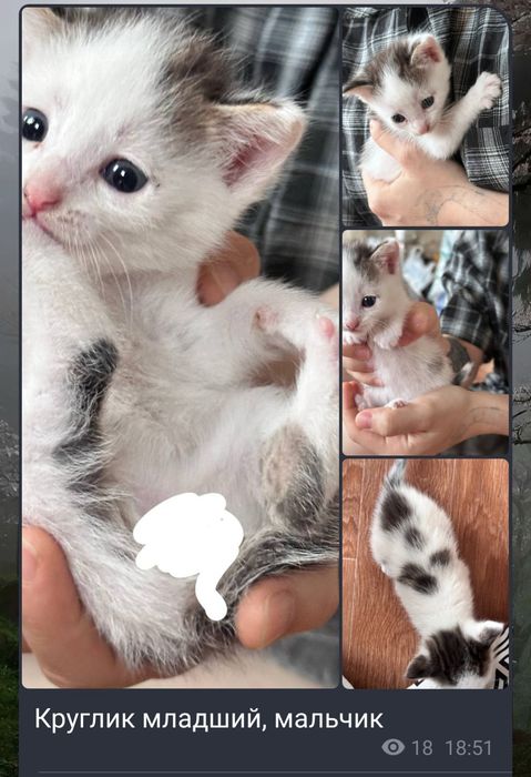 Котята в хорошие руки