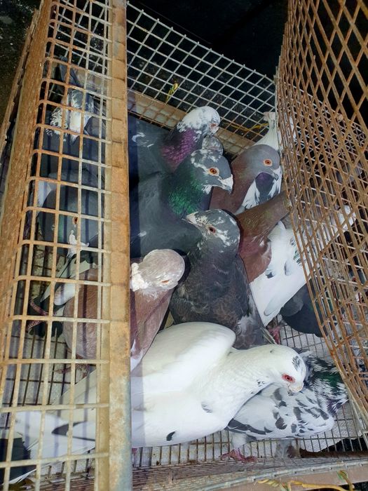 Voiajori de vânzare