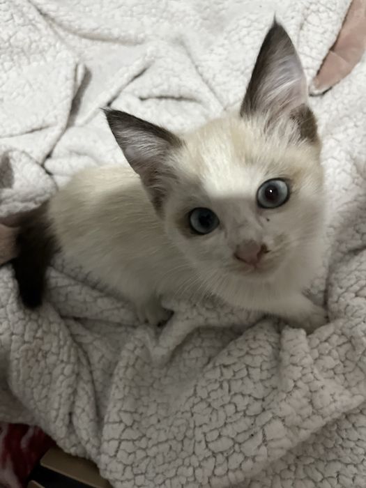 котята 2 месяца