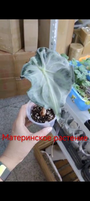 Алоказия Веном детка