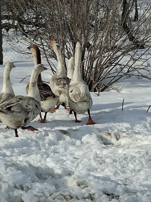 gascani din primavara