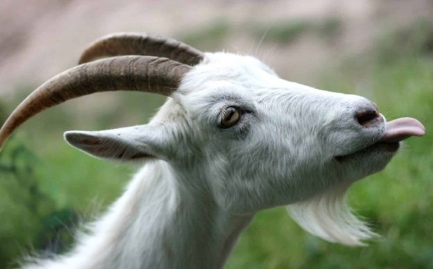 Продам дойных коз