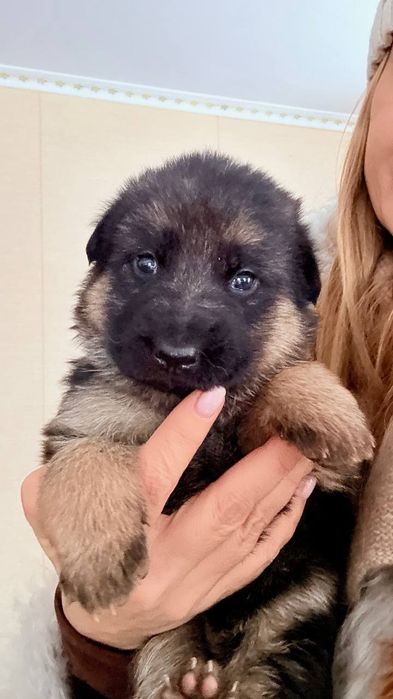 Продам щенков немецкой овчарки