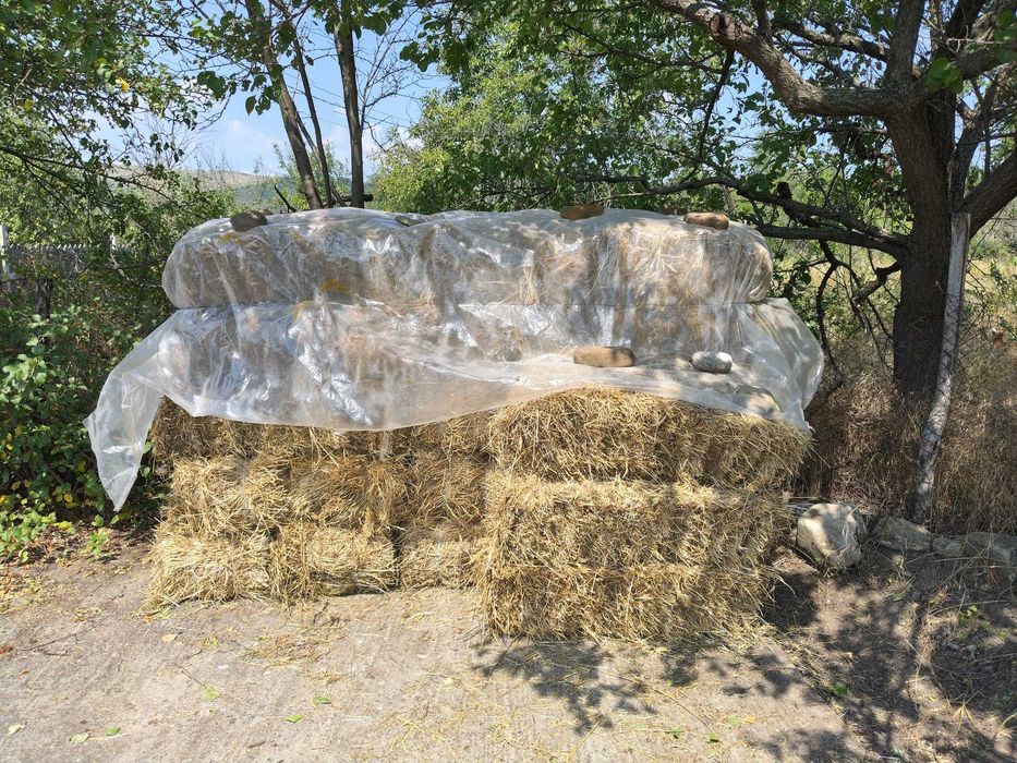 Baloți de lucernă (prima coasă)