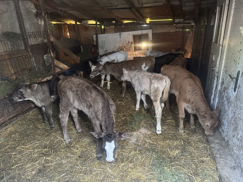 Vitei taurasi si vitele de prasila sugari si intarcati