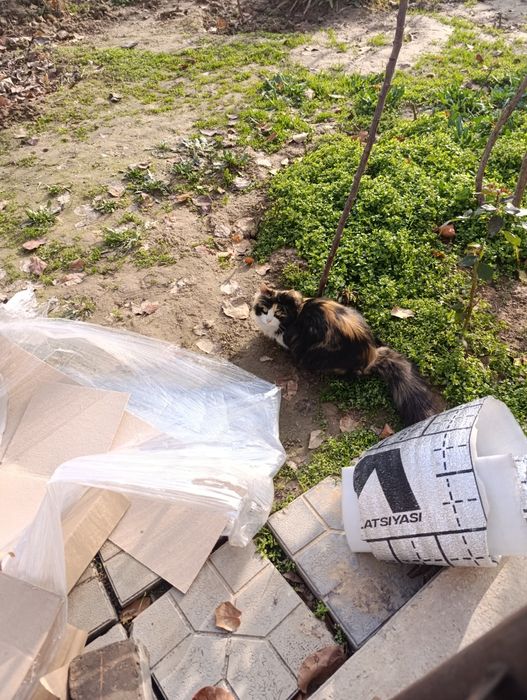 Отдам кота в хорошие руки