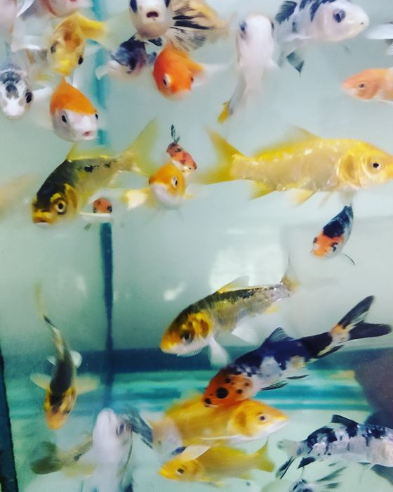 Карп кои(Навои Торайгырова)