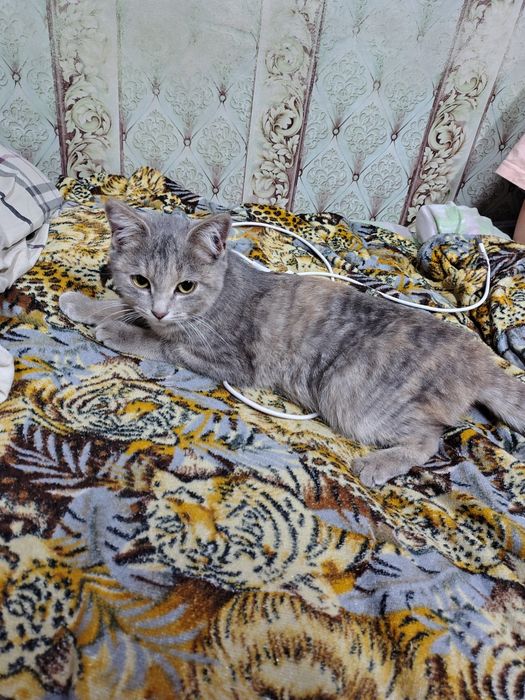 Отдам котенка девочку