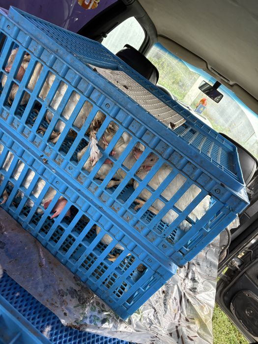 Куры несушки  куры