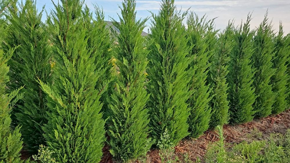 Tuia leylandii gard viu