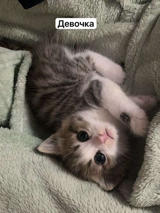 Отдам котят СРОЧНО ЗВОНИТЕ!!!