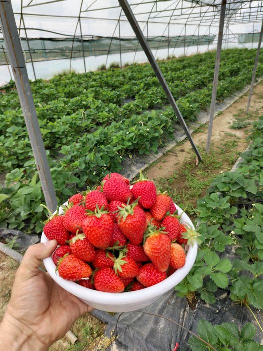 Корейский кулупнай ку́чатлари сотувда