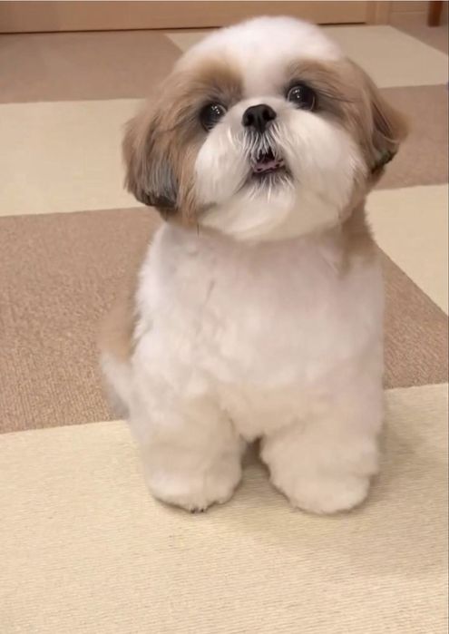 Shih Tzu Mini Toy Rasa Pura cu Pedigree