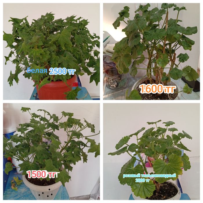 Продам цветы от 1000 тг и выше