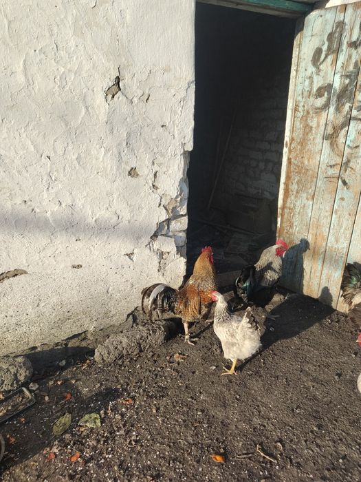 Продаётся петух 10 месяцный