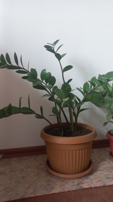 горшоктегі Гүлдер сатылады