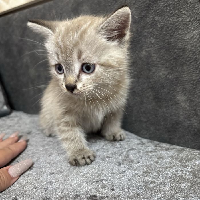 Котенок в добрые руки