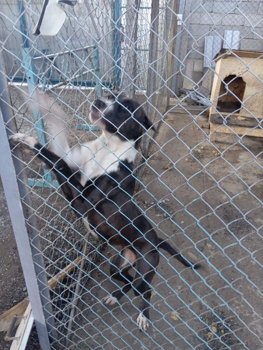 Породистая собака