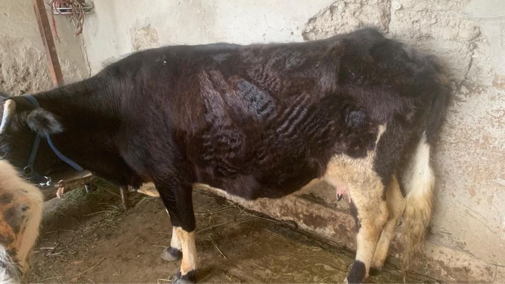 4ши тума сауын сиыр