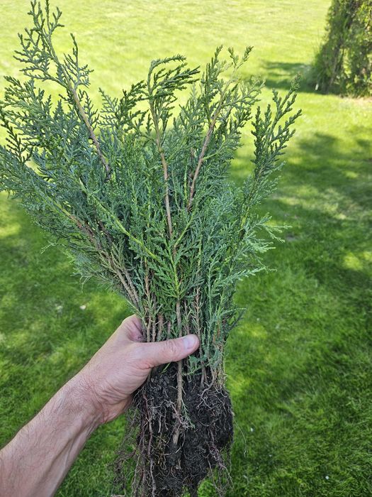 Tuia biota50 cm.