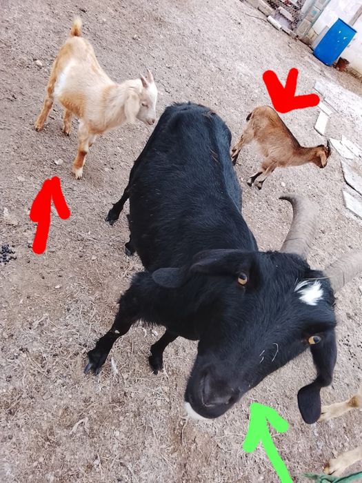 Козы козлы козлята