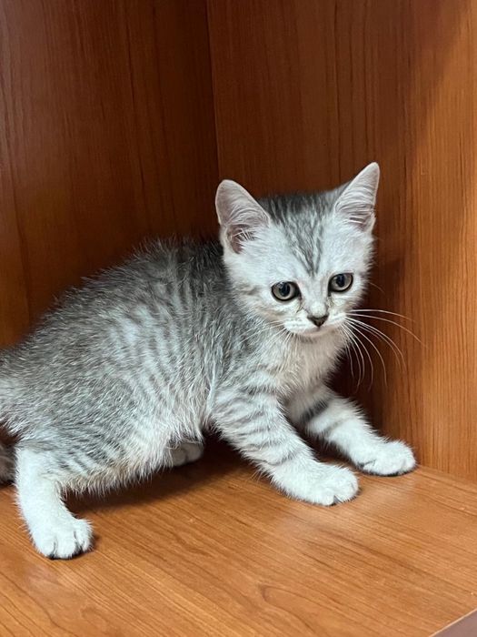 Британские котенки