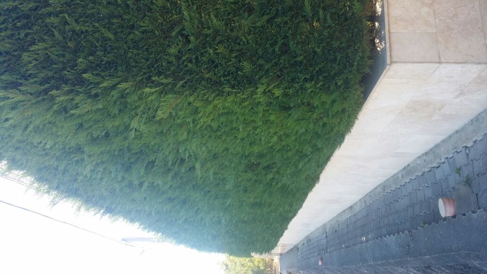 Tuia - Cel mai frumos gard viu Leylandii (leilandi) Chiparos