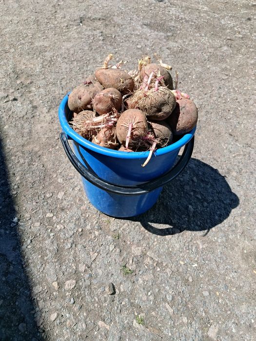 Продам картофель 1500тг ведро