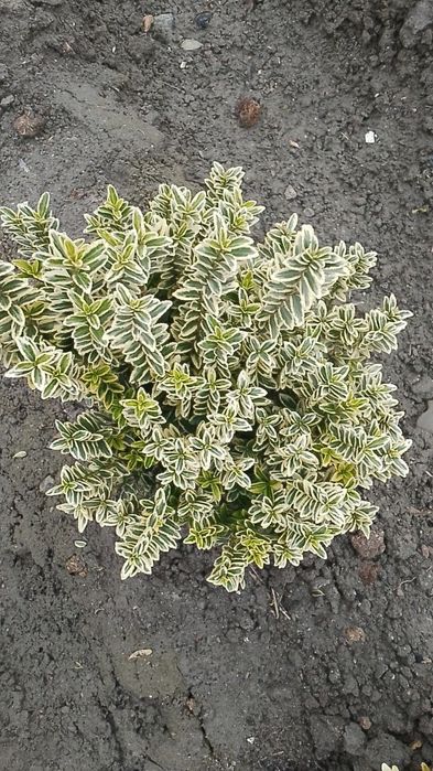 Lanshaft qilish ximati barcha koʼchatlar bor orzon. narhda va sifatlli