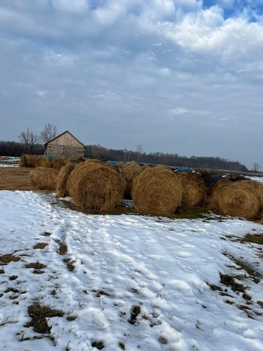 Vând fân ,lucernă